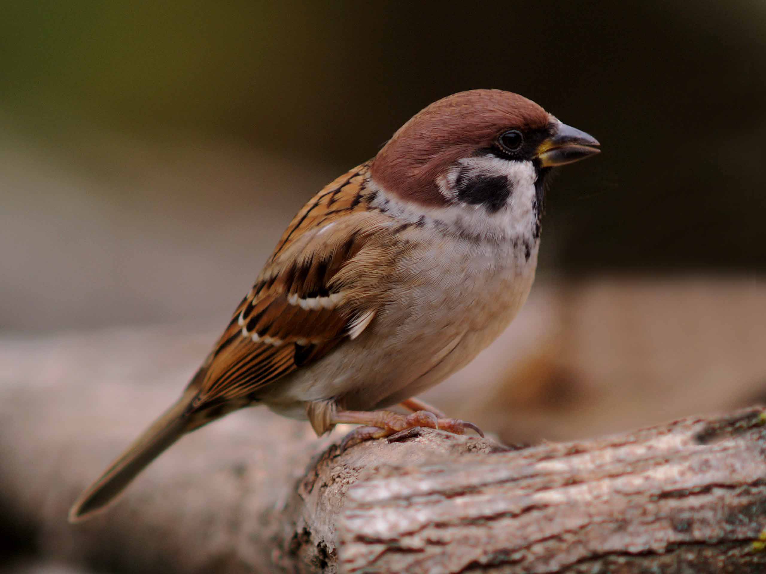 Passera mattugia Passer montanus -  Si discute di Ploceidae.